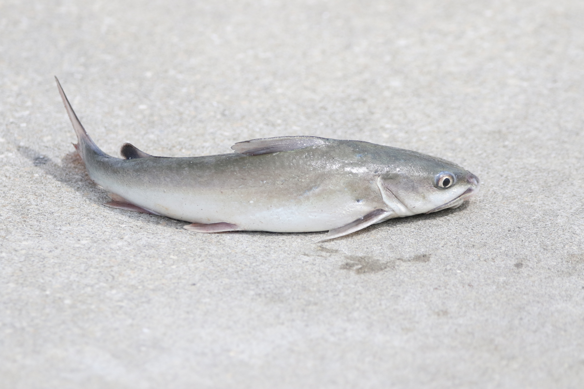 image of Ariopsis felis (Hardhead sea catfish)